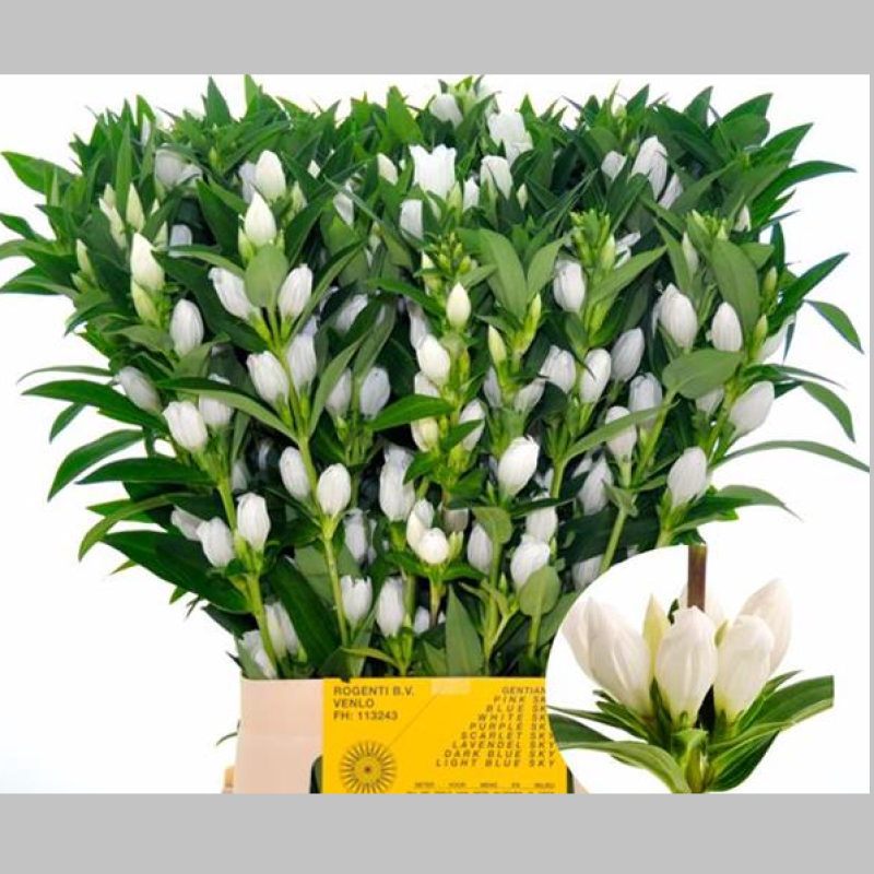 Gentiana Alba, Pachet (10 buc.)